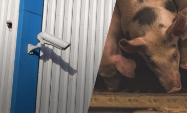 Abattoir CCTV Systems